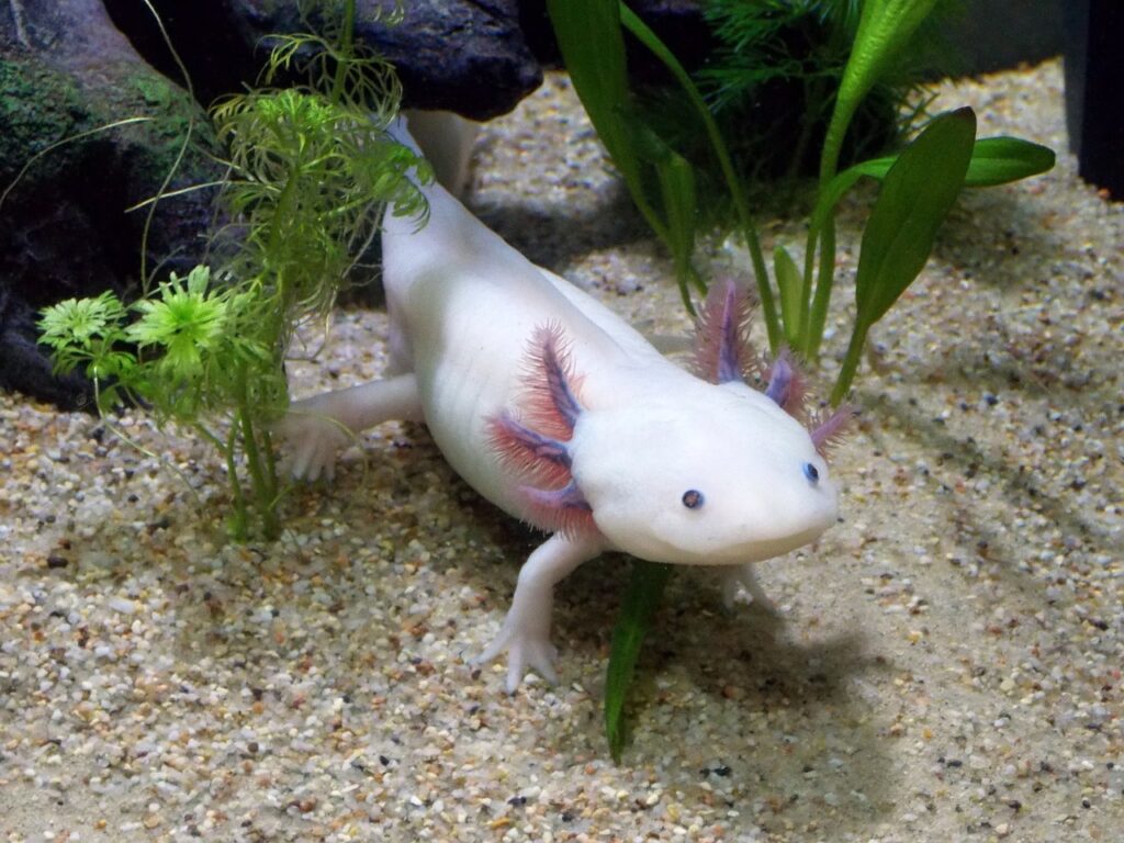 Axolotl animal mysterieux qui se regenere